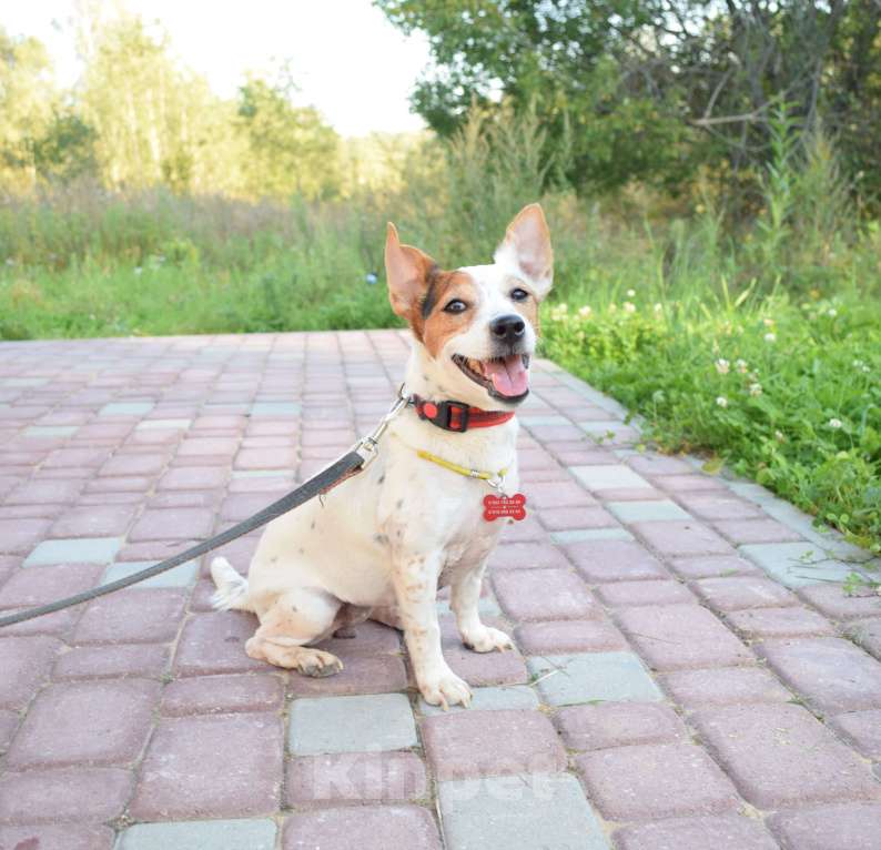 Собаки в Москве: Джек рассел в добрые руки! Девочка, Бесплатно - фото 3