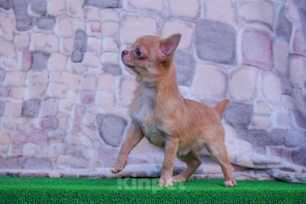 Собаки в Москве: Мальчик микро размера Мальчик, 27 000 руб. - фото 3