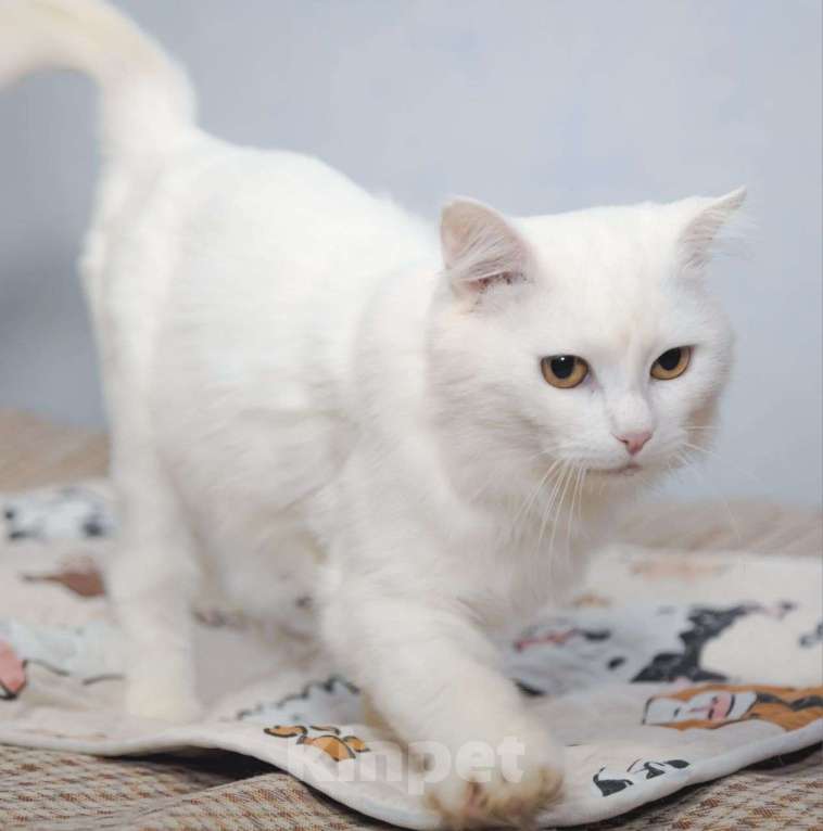 Кошки в Москве: Пушистого белого котика выкинули хозяева 💔 Теперь он никому не нужен Мальчик, Бесплатно - фото 4