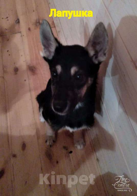 Собаки в Котельнике: Щенки овчарята оригинальных окрасов в добрые руки Девочка, Бесплатно - фото 3