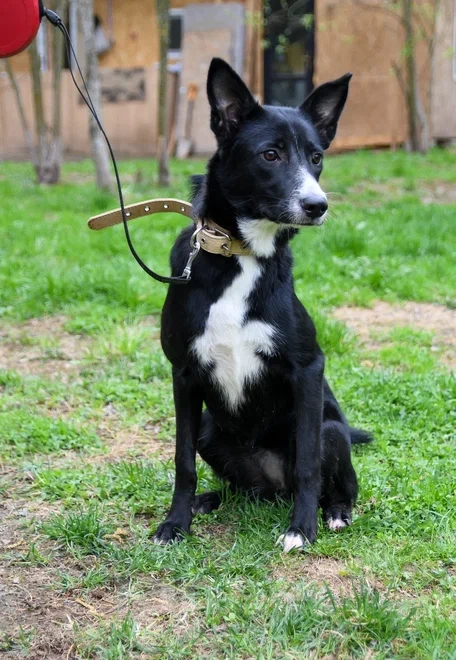 Собаки в Подольске: Очаровательный щенок-подросток Мила ждёт своего человека! Девочка, Бесплатно - фото 3