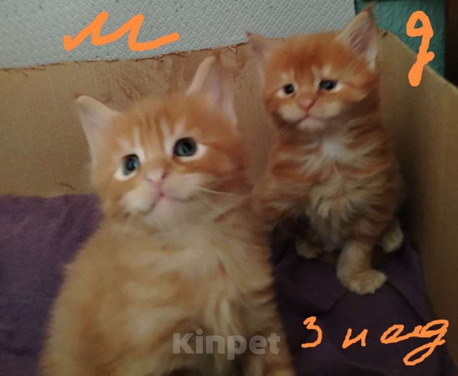 Кошки в других городах Краснодарского края: Рыжий котенок мейн-кун девочка Девочка, 13 000 руб. - фото 4