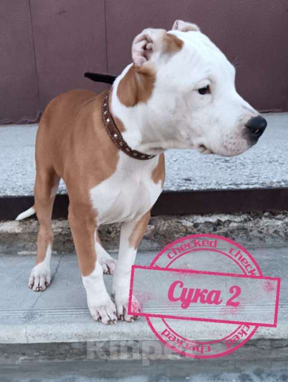 Собаки в Томске: Девочка 2 Девочка, Бесплатно - фото 3