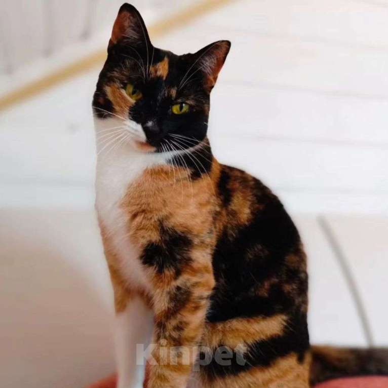 Кошки в Москве: Кошечка Шоколадка грустит на передержке Девочка, Бесплатно - фото 3