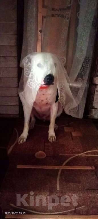 Собаки в Москве: Отдам питбуля в добрые руки Мальчик, Бесплатно - фото 6