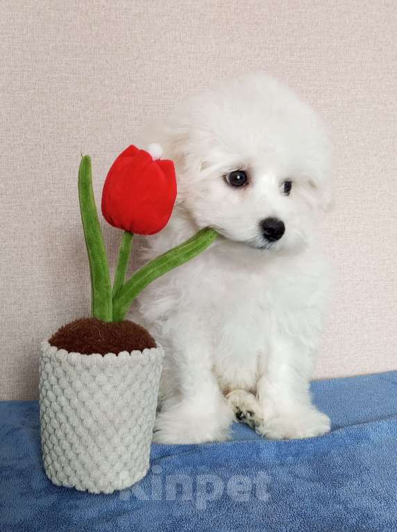 Собаки в Новосибирске: Бишон фризе. Девочка, 150 000 руб. - фото 2