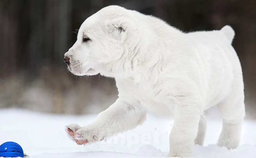 Собаки в Железногорске: Щенки алабая Мальчик, Бесплатно - фото 1
