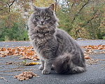 Кошки в Уфе: Умный пушистый Тоша ищет дом до заморозков! Мальчик, Бесплатно - фото 1