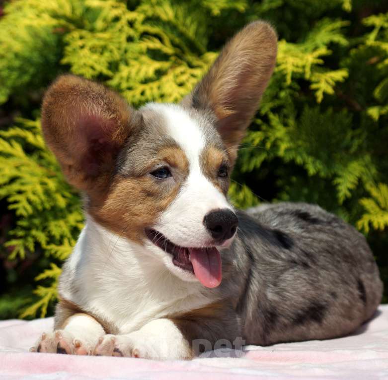 Собаки в других городах Московской области: Девочка Вельш Корги Кардиган Девочка, 40 000 руб. - фото 5