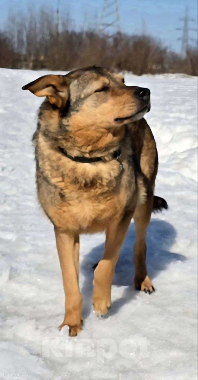 Собаки в Королеве: Милая девочка Гера ищет дом! Девочка, Бесплатно - фото 7