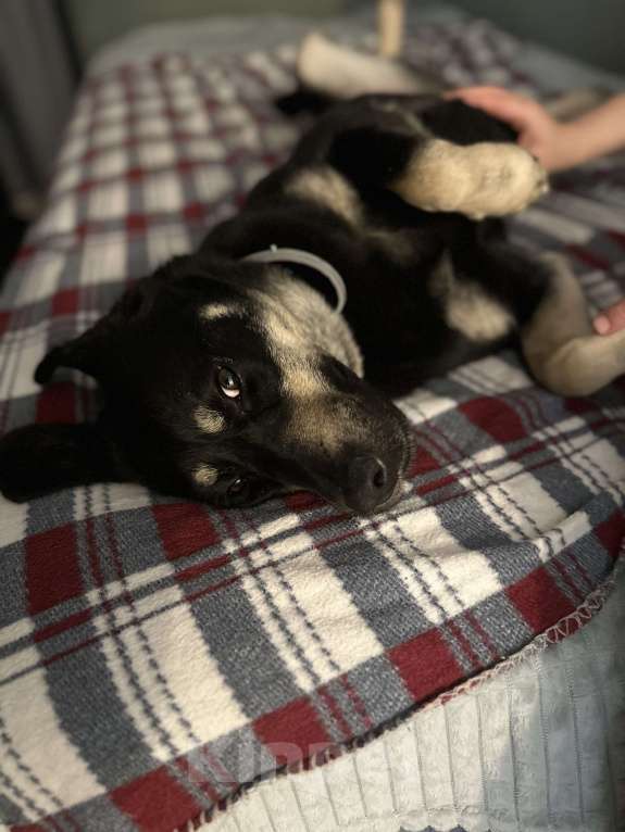 Собаки в Павловском Посаде: Идеальная собака в добрые руки Девочка, Бесплатно - фото 6