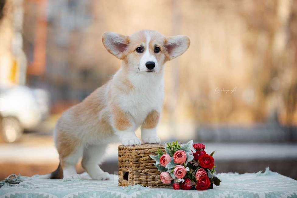 Собаки в Москве: Галь Гадот Из Дома Венгрэ Девочка, 120 000 руб. - фото 3