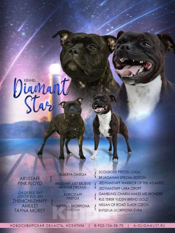 Собаки в Томске: Девочка стаффордширского бультерьера   ищет себе семью Девочка, Бесплатно - фото 2