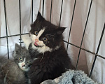 Кошки в Яхроме: Котятам срочно нужен дом. Разнополые, Бесплатно - фото 3