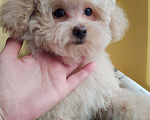 Собаки в Балашихе: Мальчик Мальтипу Мальчик, 60 000 руб. - фото 5