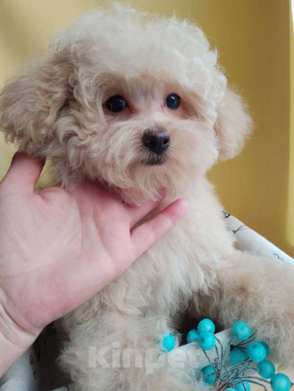 Собаки в Балашихе: Мальчик Мальтипу Мальчик, 60 000 руб. - фото 5