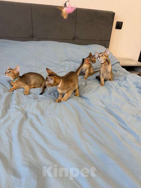 Кошки в Арамиле: Абиссинский котёнок Мальчик, 35 000 руб. - фото 4