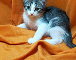 Кошки в Ливны: Милые котята ищут дом, Бесплатно - фото 2