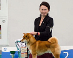 Собаки в Владимире: Сиба ину кобель чемпион вязка Мальчик, 30 000 руб. - фото 7