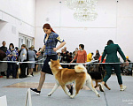 Собаки в Перми: Вязка. Мальчик, 25 000 руб. - фото 5