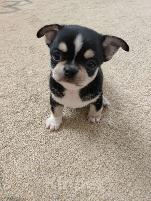 Собаки в Краснодаре: Чихуахуа Мальчик, 40 000 руб. - фото 6