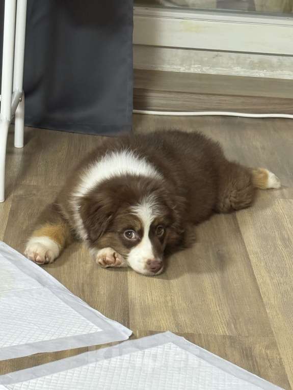 Собаки в Омске: Щенок миниатюрная американская овчарка Девочка, 40 000 руб. - фото 5