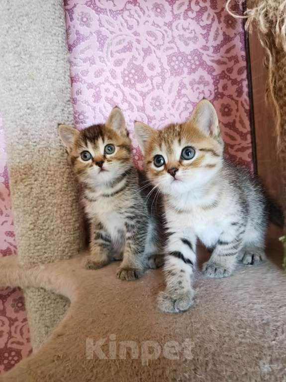 Кошки в Москве: Британские и Шотландские котята  Мальчик, 10 000 руб. - фото 2