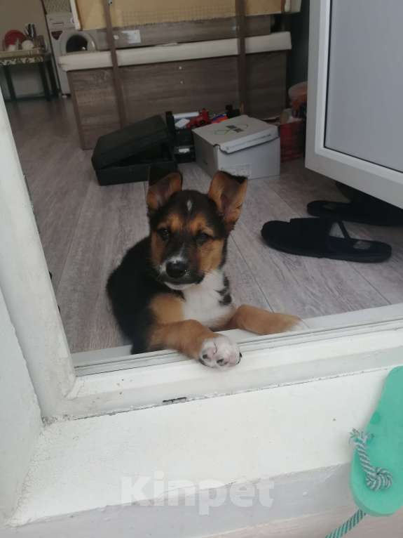 Собаки в Краснодаре: В добрые руки  Девочка, Бесплатно - фото 3