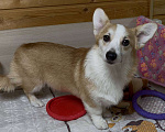 Собаки в Москве: Вельш корги пемброк девочка с хвостиком Девочка, 25 000 руб. - фото 7