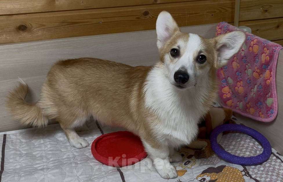 Собаки в Москве: Вельш корги пемброк девочка с хвостиком Девочка, 25 000 руб. - фото 7