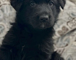 Собаки в Красноярске: Немецкая овчарка Девочка, 35 000 руб. - фото 1
