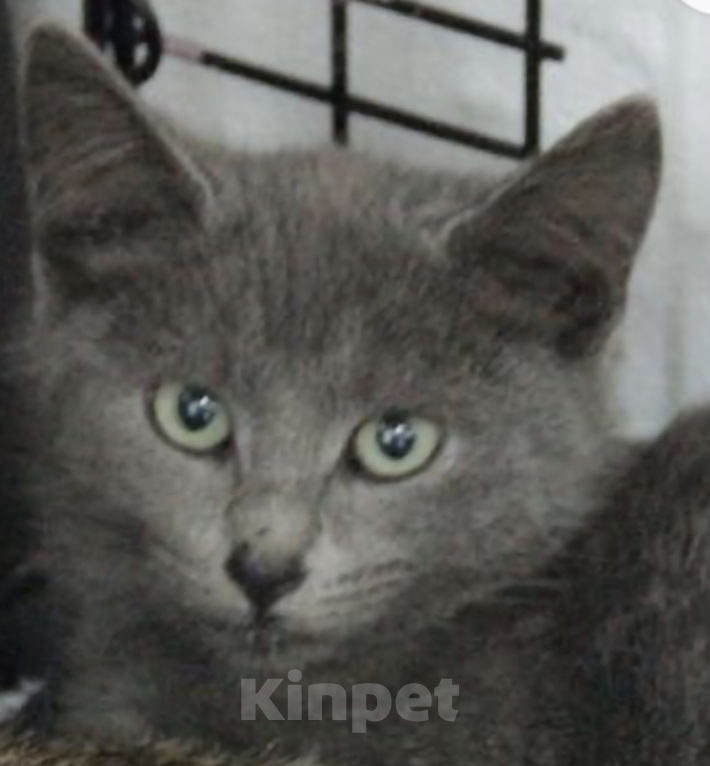 Кошки в Москве: Котёнок (кошечка) в добрые руки Девочка, Бесплатно - фото 1