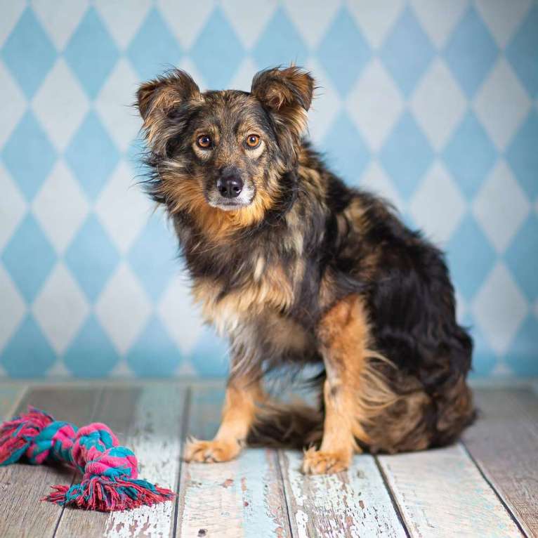 Собаки в Москве: Маленькая пушистая собачка-инвалид Лёля в приюте в добрые руки Девочка, 1 руб. - фото 9