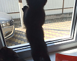 Кошки в Пятигорске: Котята в добрые руки Мальчик, Бесплатно - фото 7