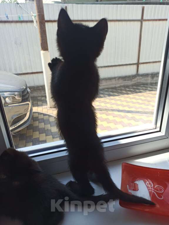 Кошки в Пятигорске: Котята в добрые руки Мальчик, Бесплатно - фото 7