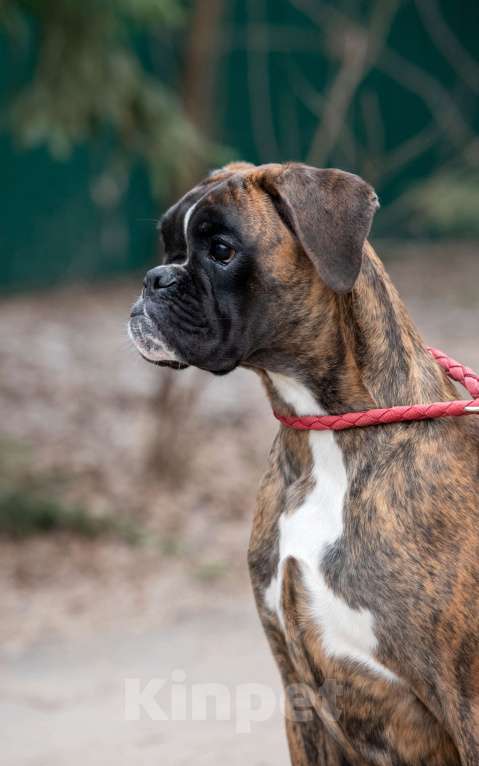 Собаки в Москве: Девочка боксера  Девочка, 60 000 руб. - фото 3