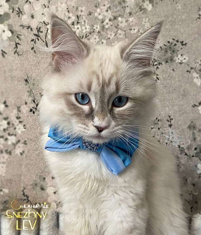 Кошки в Санкт-Петербурге: Невский маскарадный котенок Мальчик, 45 000 руб. - фото 1