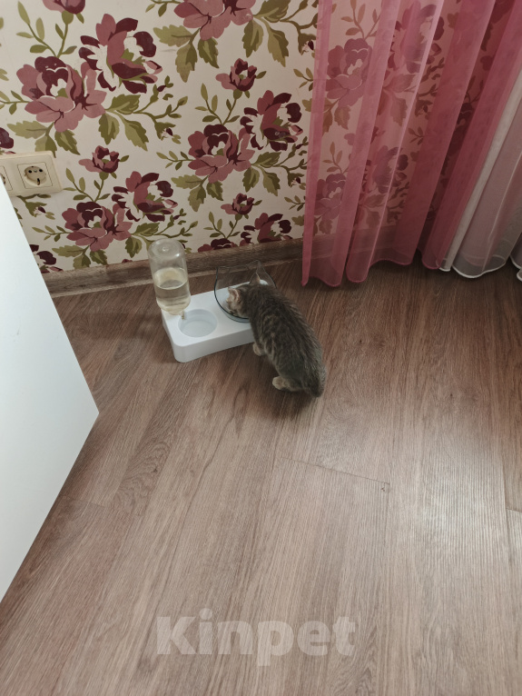 Кошки в других городах Московской области: Отдам в добрые руки Девочка, 10 руб. - фото 2