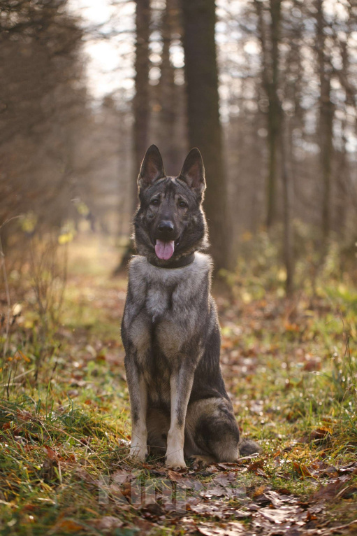 Собаки в других городах Московской области: Грей ищет верного хозяина Мальчик, Бесплатно - фото 1
