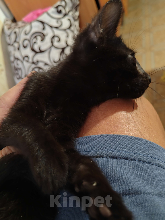 Кошки в Санкт-Петербурге: Уголёк на счастье! Мальчик, Бесплатно - фото 5