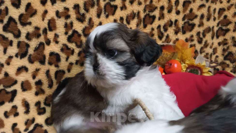 Собаки в других городах Краснодарского края: Очаровательные девочки и мальчики ши-тцу от титулованных родителей Мальчик, Бесплатно - фото 4
