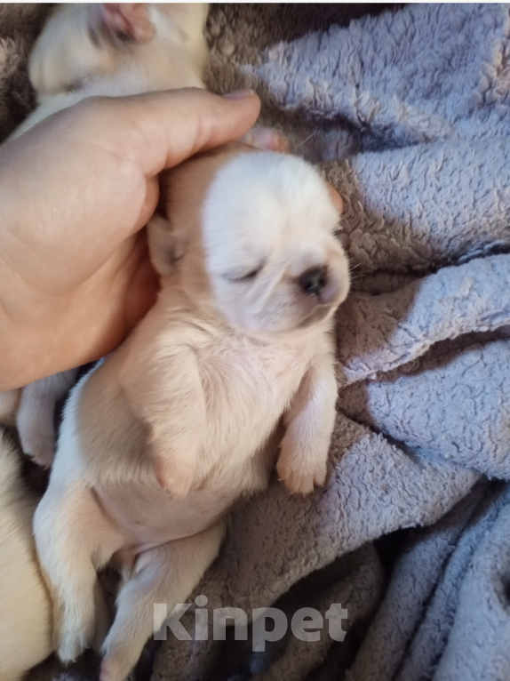 Собаки в Москве: Щенки белого мопса.  Мальчик, 50 000 руб. - фото 2