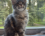 Кошки в Москве: Котик мейн-кун из питомника Status Joy Девочка, Бесплатно - фото 3