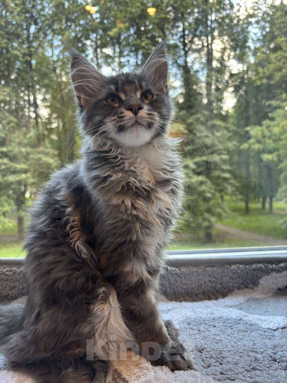 Кошки в Москве: Котик мейн-кун из питомника Status Joy Девочка, Бесплатно - фото 3