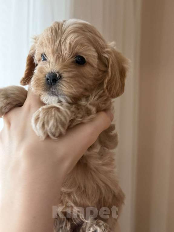 Собаки в Москве: Щенки мальтипу Девочка, 60 000 руб. - фото 8