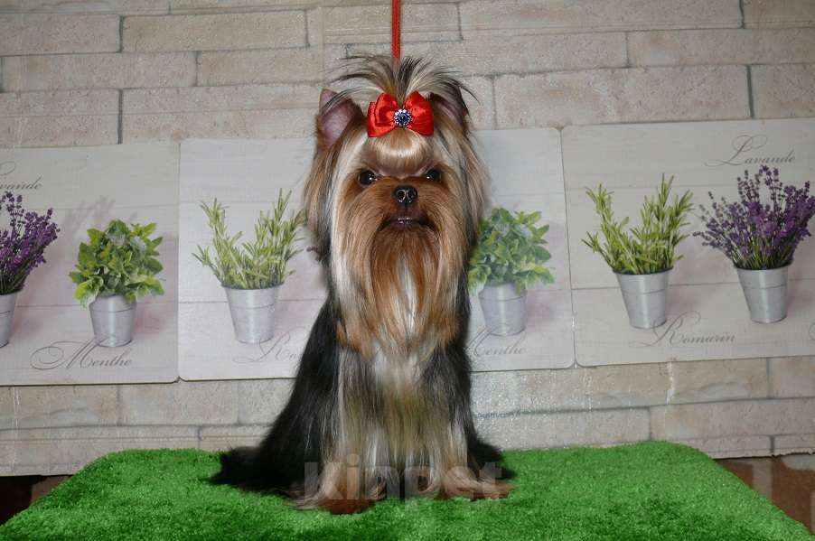 Собаки в Королеве: Девочка йорк, 9 мес. Девочка, 85 000 руб. - фото 3