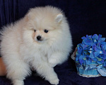 Собаки в Москве: Мальчик померанского шпица Мальчик, 25 000 руб. - фото 3