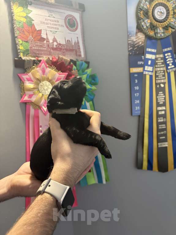 Собаки в Москве: Бронируем щенков поямошерсного ретривера флэт Мальчик, 75 000 руб. - фото 2