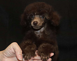 Собаки в Долгопрудном: Щенок пудель той коричневая девочка Девочка, 200 000 руб. - фото 4