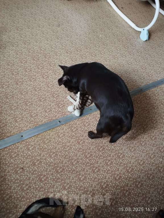 Собаки в Клине: Булочка Девочка, 15 000 руб. - фото 2